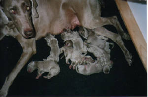 kumapupsday2.jpg