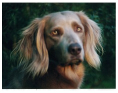 Australian Champion Bromhund Champane On Ice TD