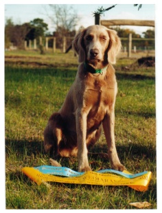 Australian Ch Weilander Wind Of Arimar CDX