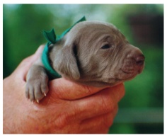 greenpup.jpg