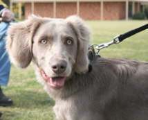 pippa6mths.jpg