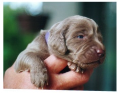 purplepup.jpg
