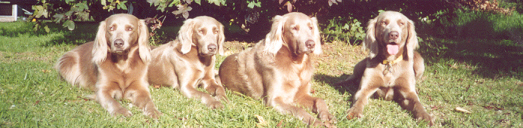 Left to Right: Shandi, Nova, Tosca, and Heidi