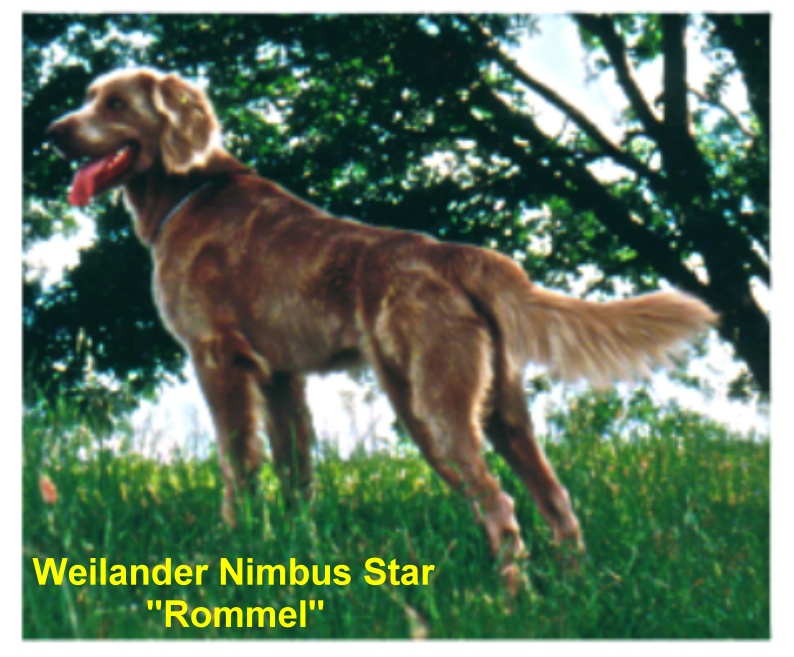 Weilander Nimbus Star